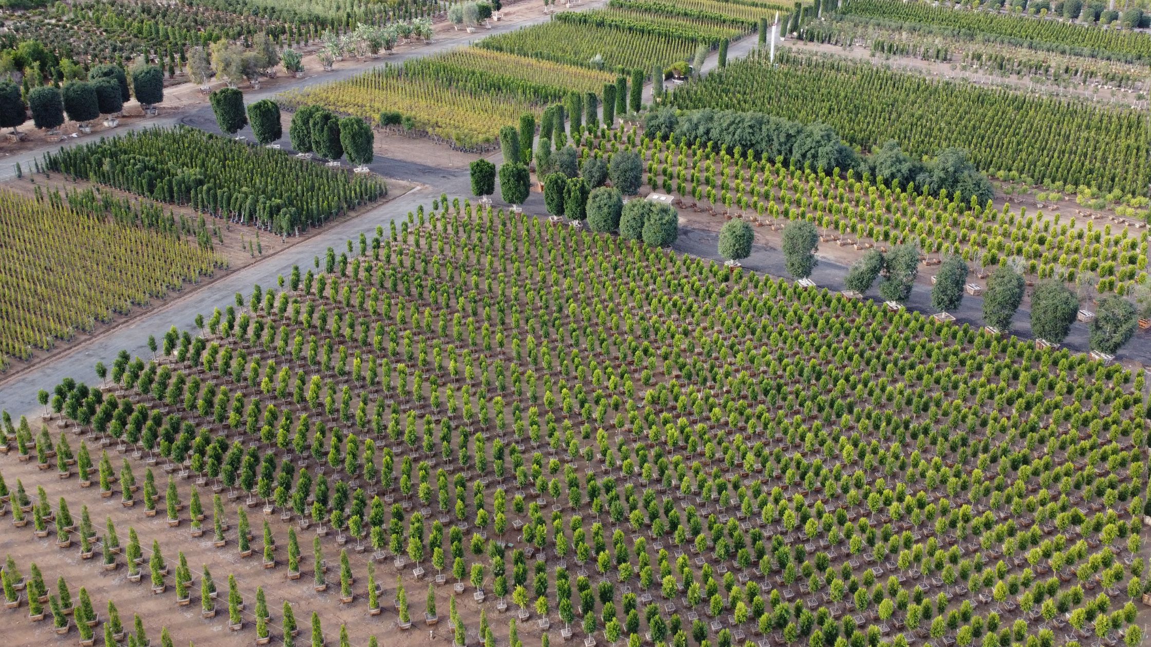 March Landscape & Garden Tips for Central Texas